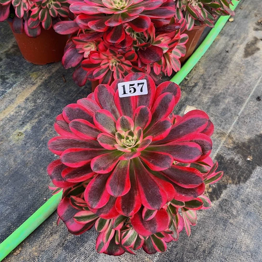 @*慧157黑金美杜莎福利价寄养