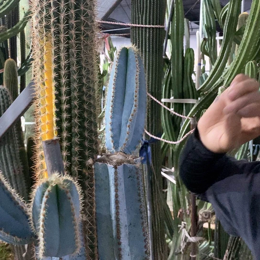 金青阁15-20公分侧枝。