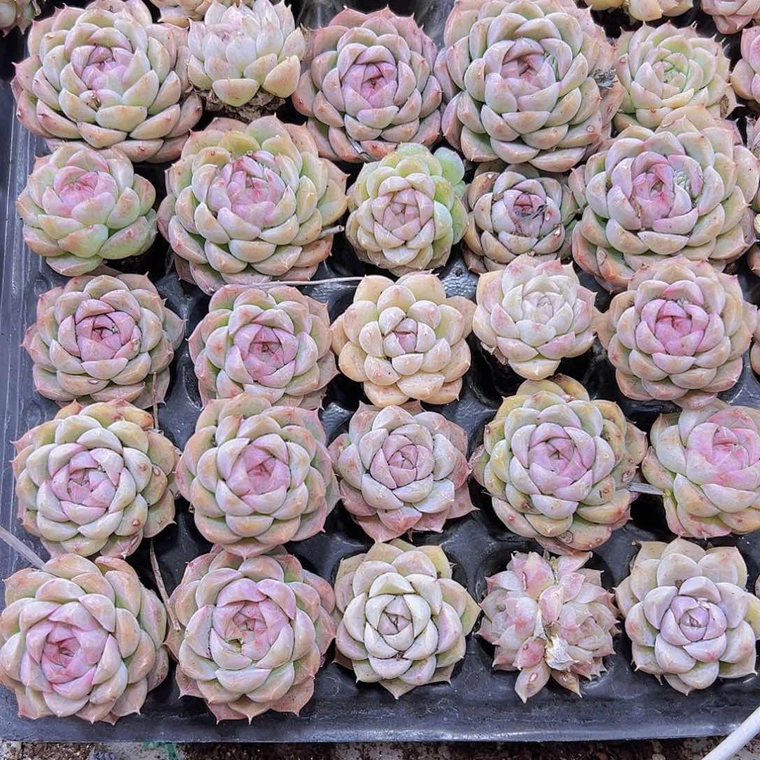 870女王5个19包邮