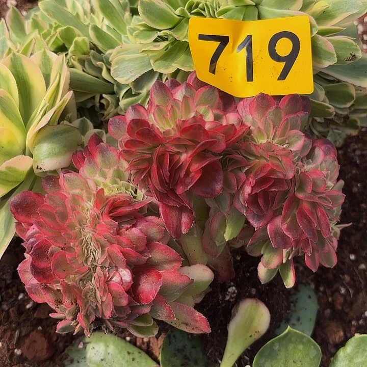 略****略多肉植物福利719