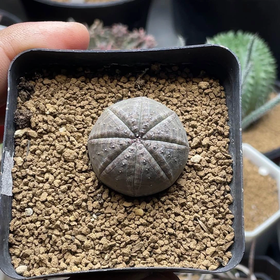 实生欧系布纹球 带盆土包邮