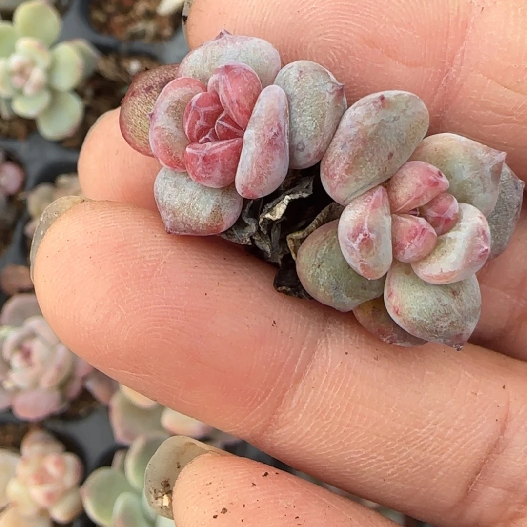 小卡拉米糖心一物一拍