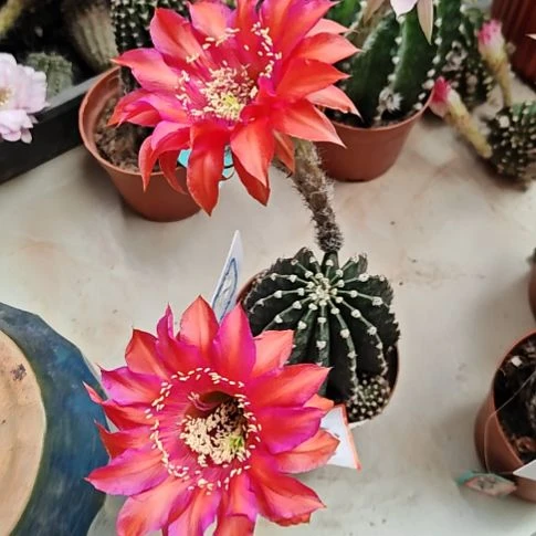 红花复色实生黑金刚特100