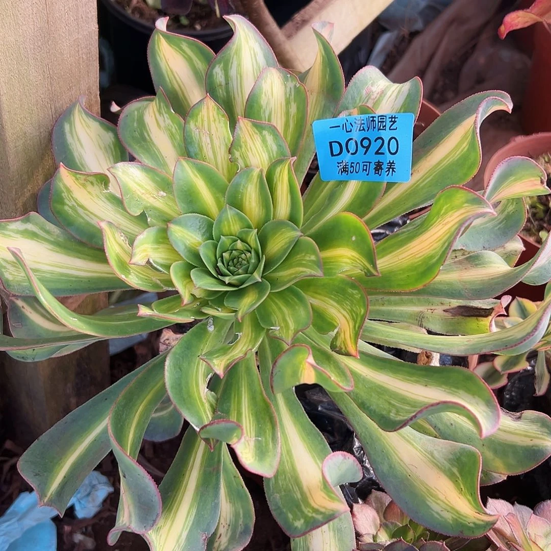 多肉植物多肉植物920