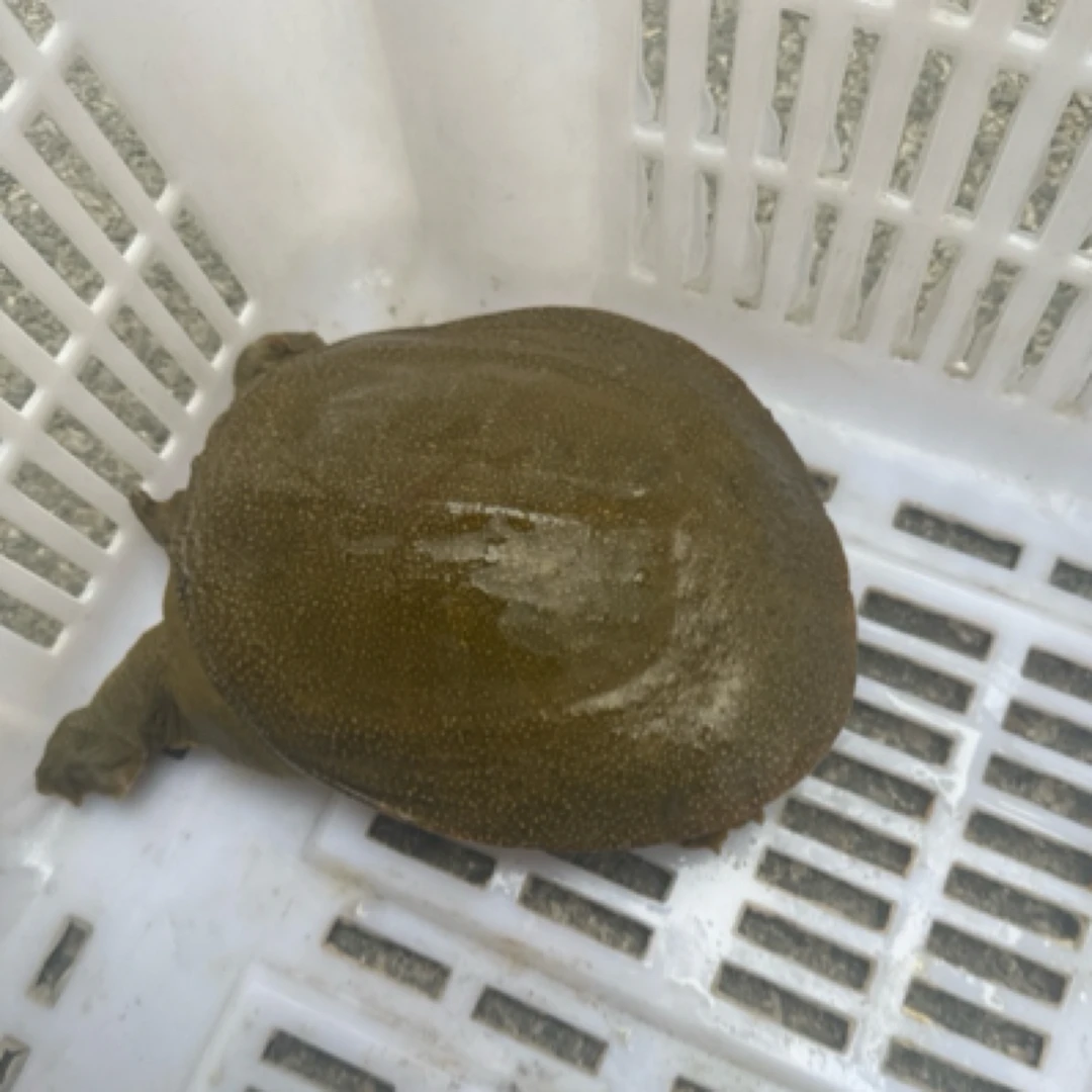 青黄背甲鱼纯天然野外王八水鱼团鱼鳖中华鳖食用海鲜甲鱼鲜活包邮