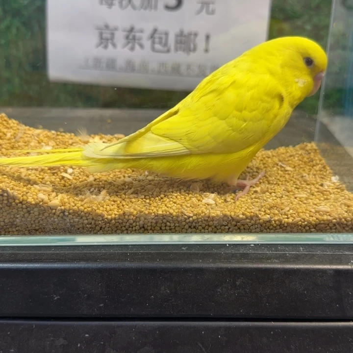 虎皮鹦鹉大头虎皮鹦鹉