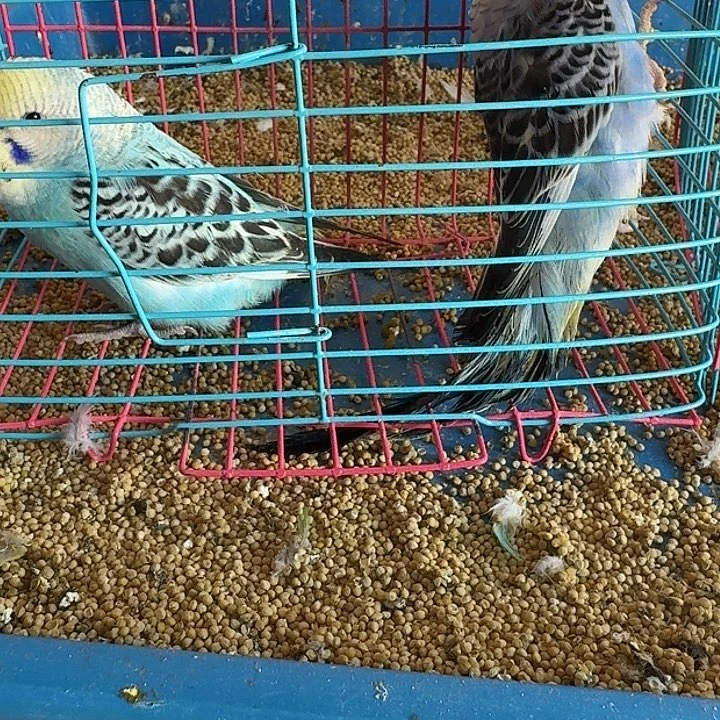 虎皮鹦鹉大头在线