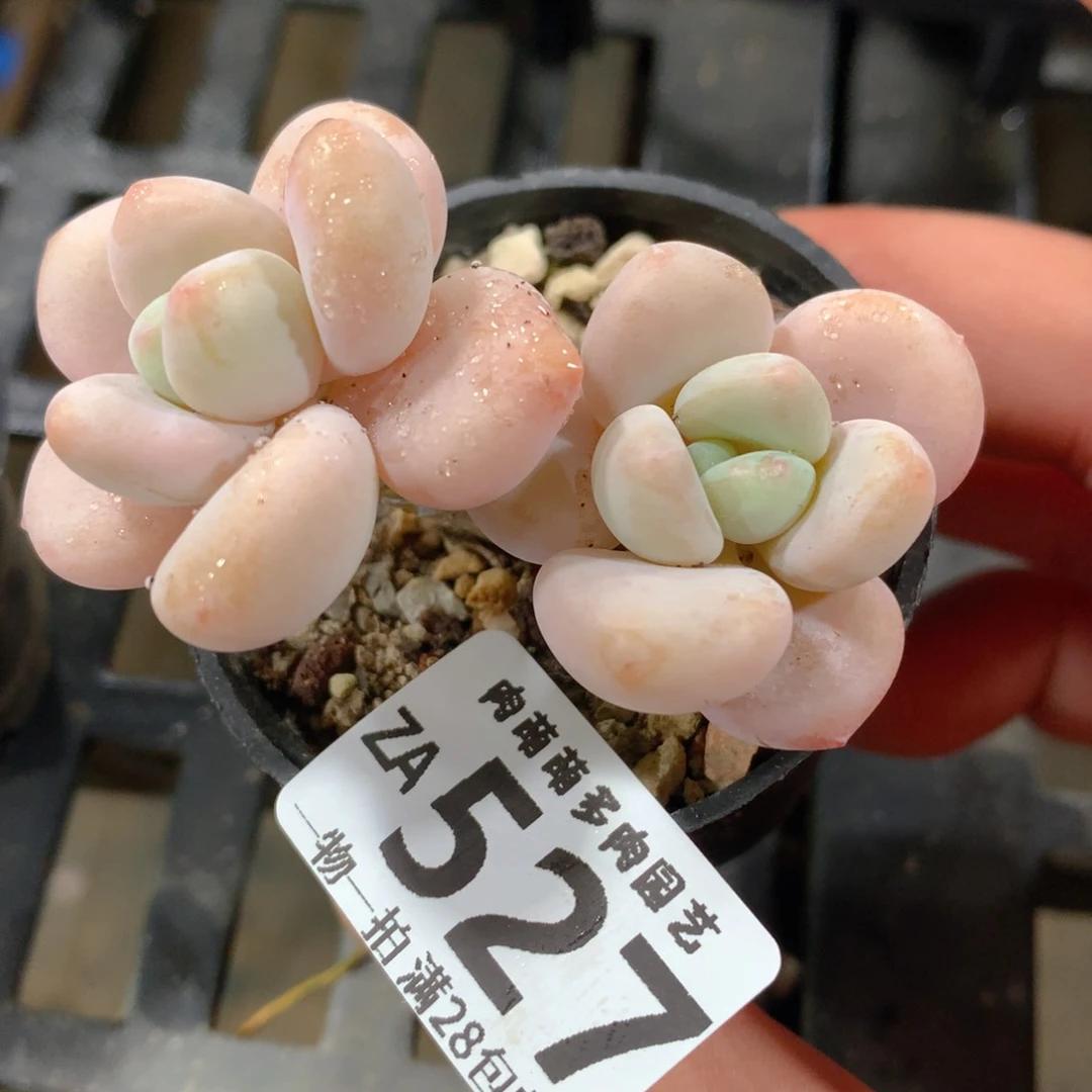 肉萌萌拇指盆精控多肉ZA527