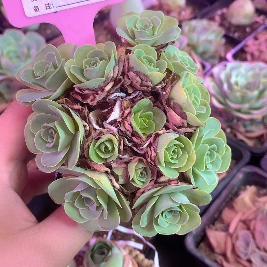 yjj011小丸子福利一物一拍