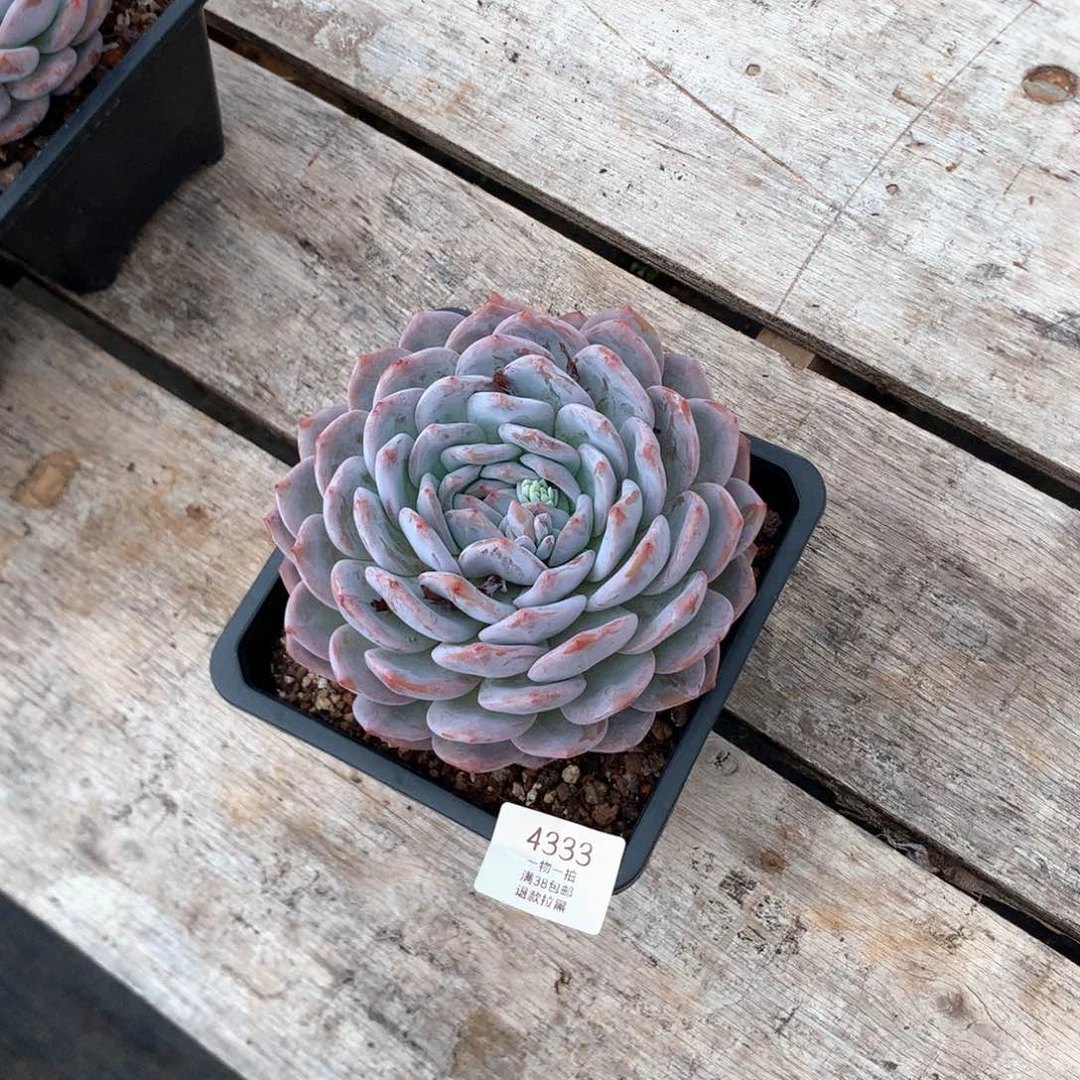 蛮***尔15厘米单头橙子 4333