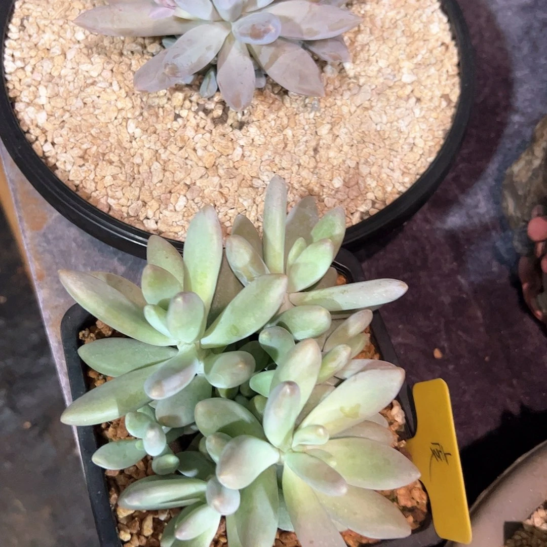 虞***多肉植物多肉植物