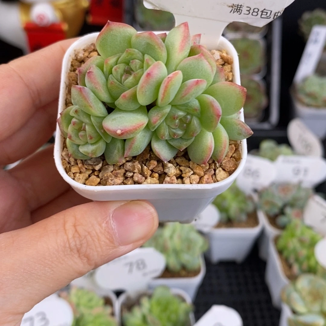 甜心A5头群87号一颗