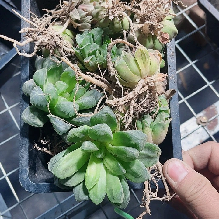 特价处理不包售后