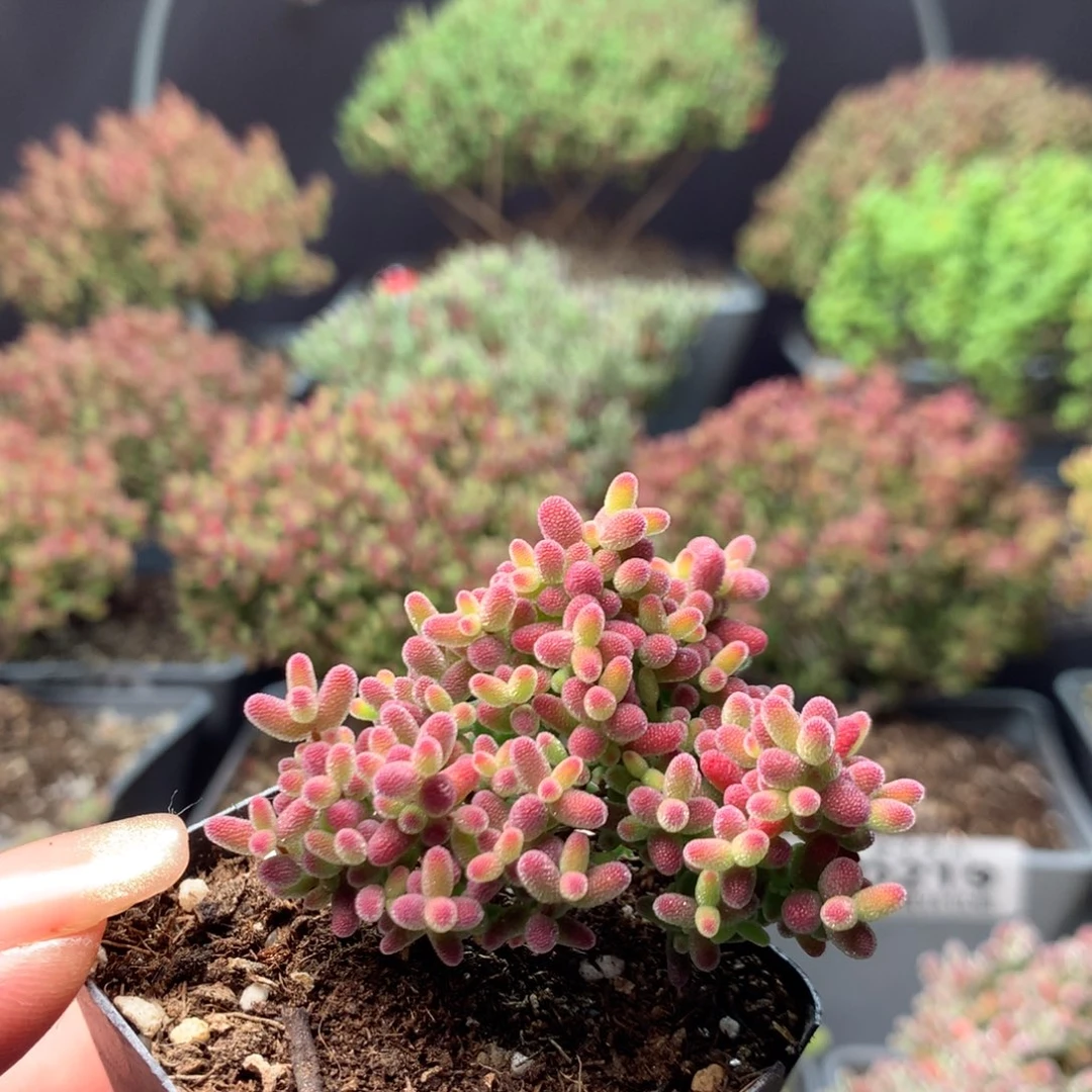 237蜜橘糖球。
