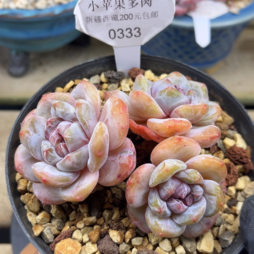 绿底紫心333/10cm3头