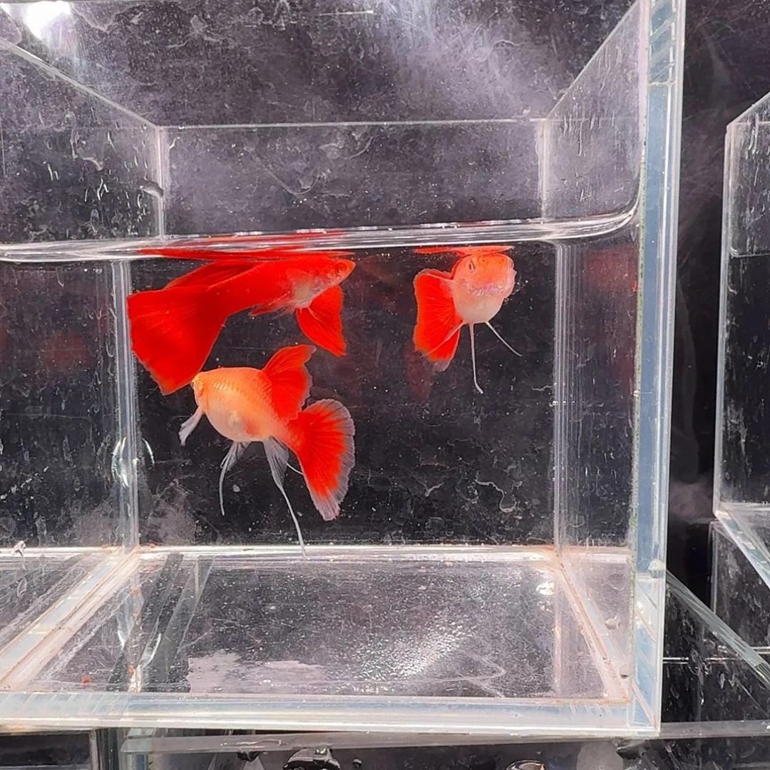 孔雀鱼血红大C2对