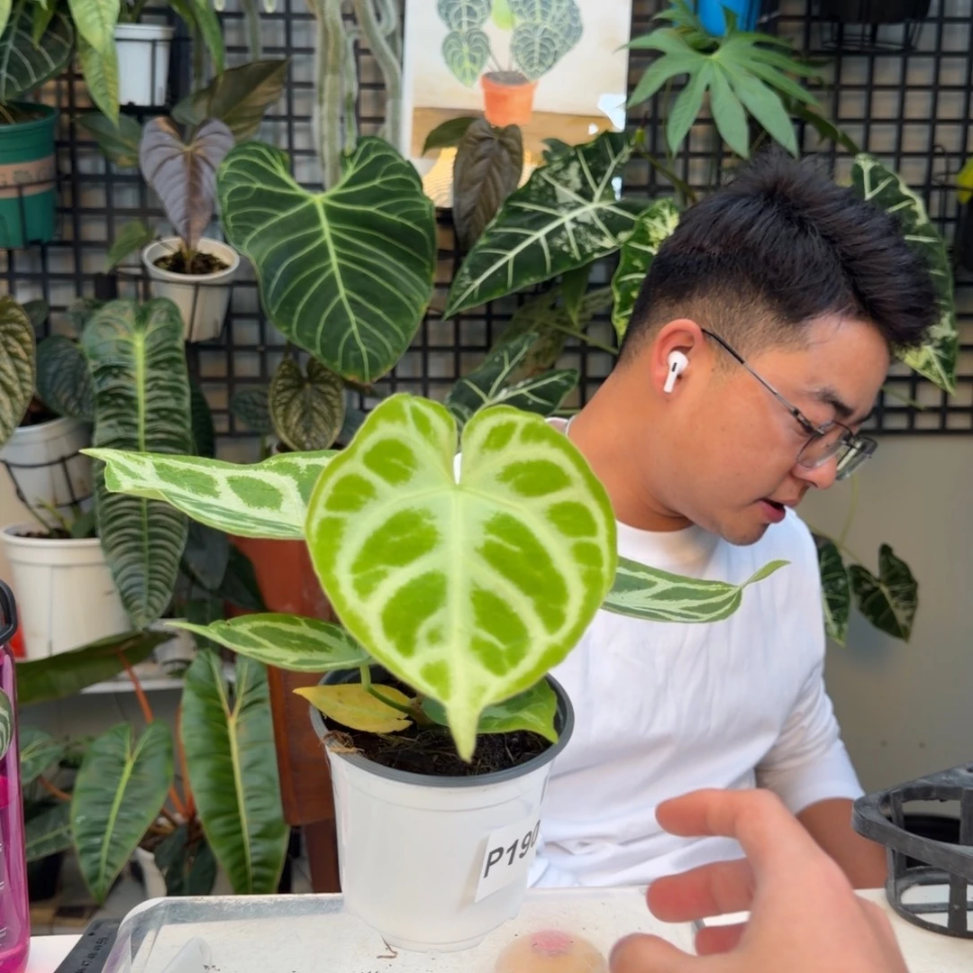 完全开放P190铜锣烧