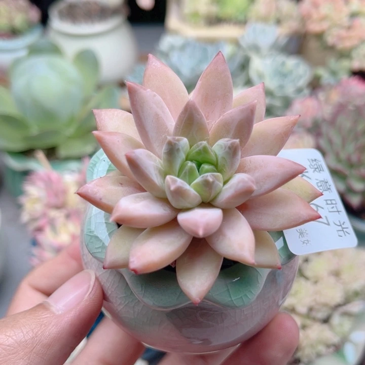 367 红蜻蜓 带陶瓷盆发货 满28包邮