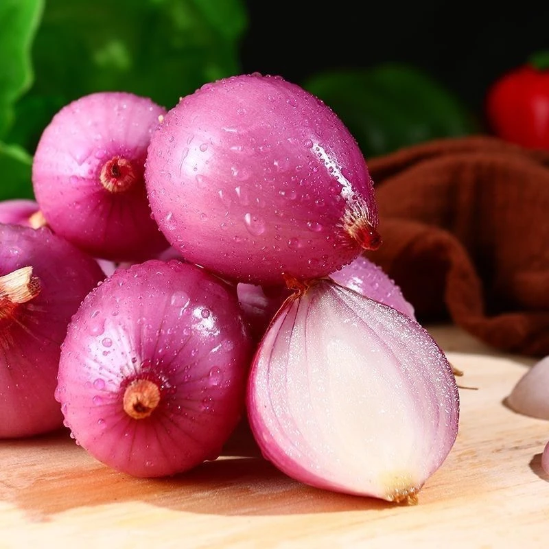 【小洋葱】洋葱新鲜紫红皮洋葱头葱头味美多汁圆葱蔬菜紫皮小洋葱