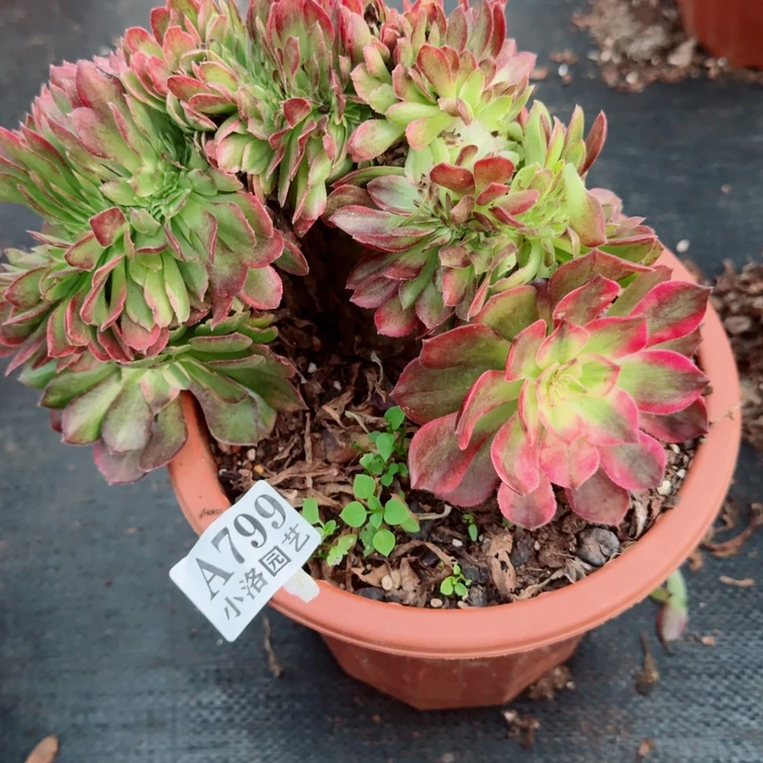 799海王缀化多肉植物满28包邮
