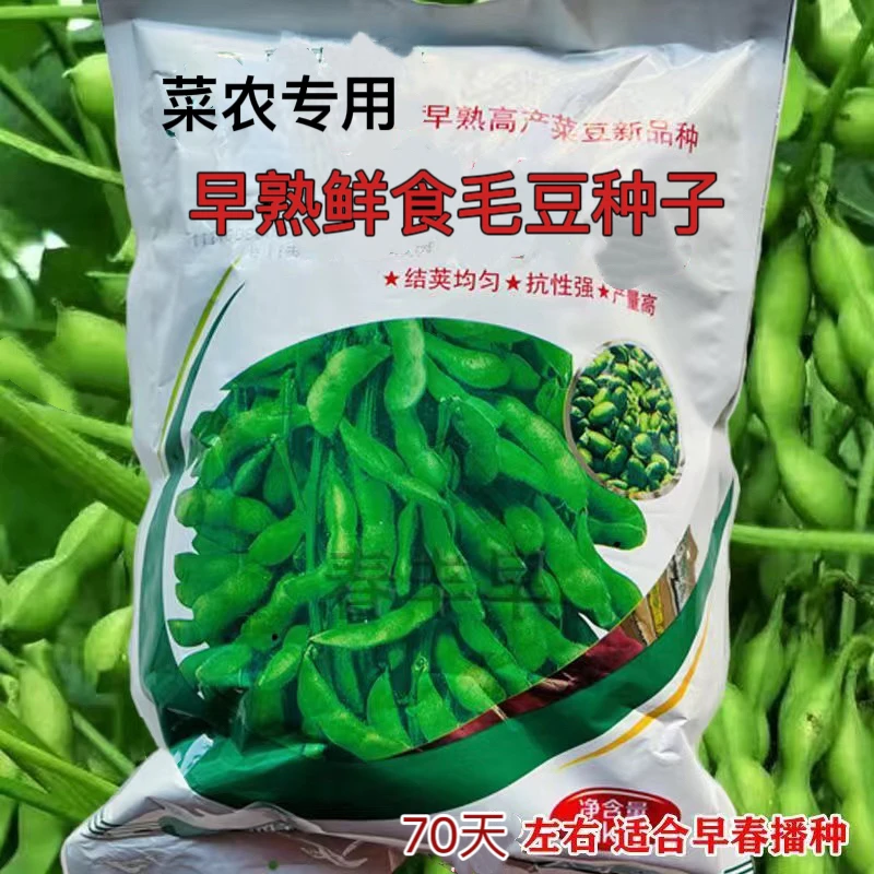 原装早熟70天大粒毛豆种子高产抗病优质青毛豆种子春播夏播毛豆籽
