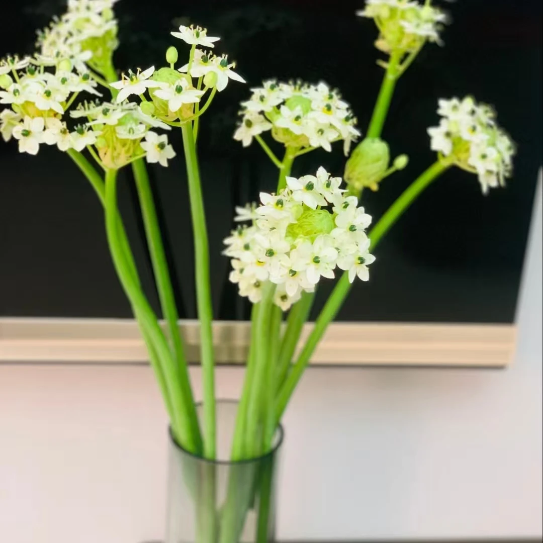 【天鹅绒1扎】任意2单鲜花升级顺丰冷链/德邦空运包邮