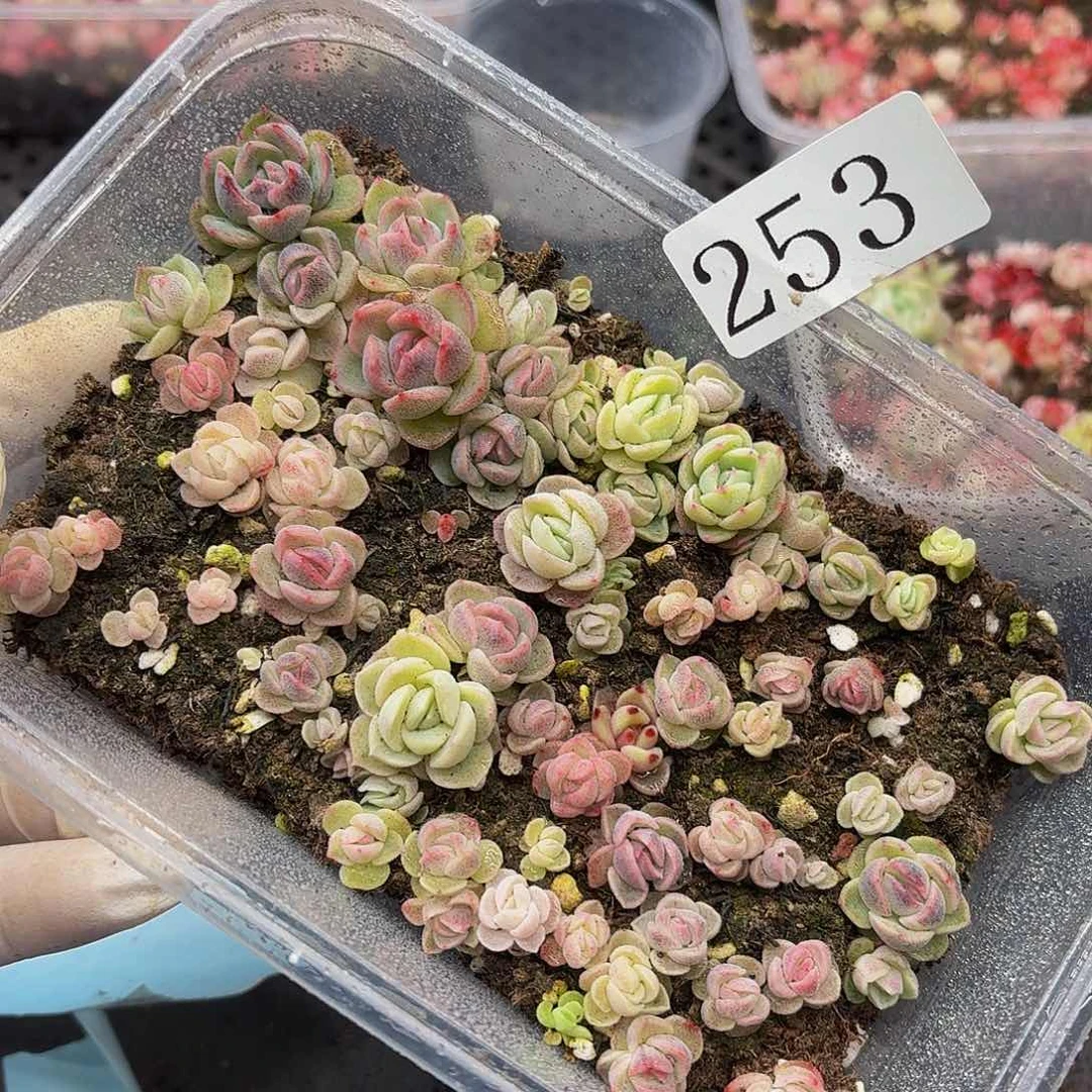 多肉植物多肉植物253