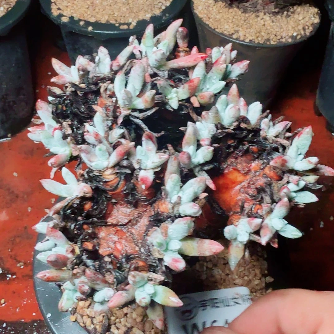 6467千寿姬杂交多肉