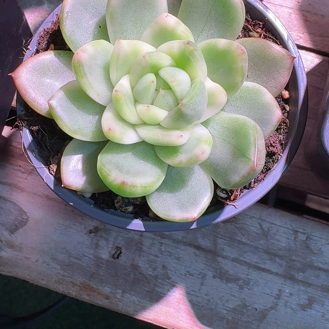 水晶珍妮锦多肉多肉