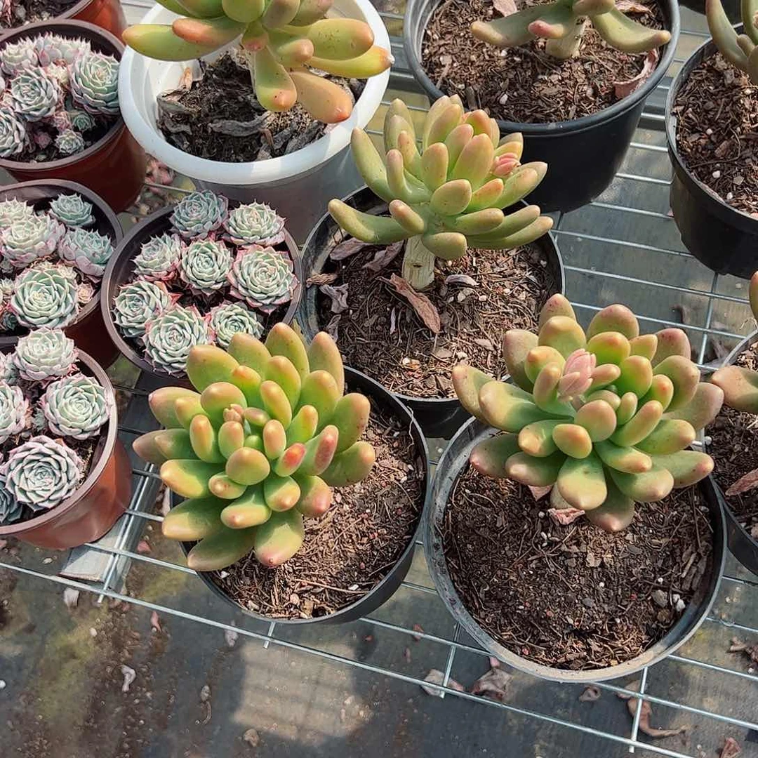 金蝉大单头老桩多肉