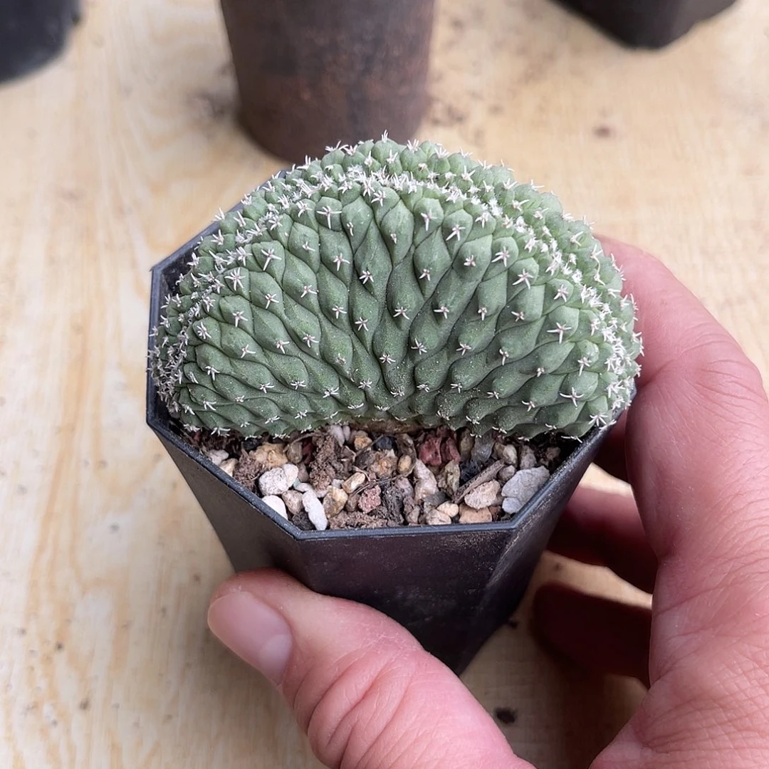 实生菊水缀化仙人球