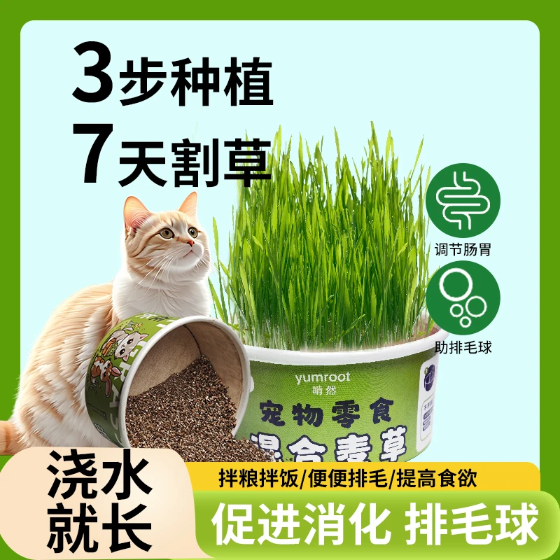猫草狗草麦草种子更健康猫咪必吃助排毛球浇水种植简单懒人必备
