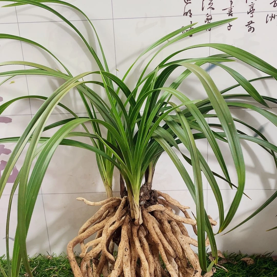 用***3完全开放兰花兰花