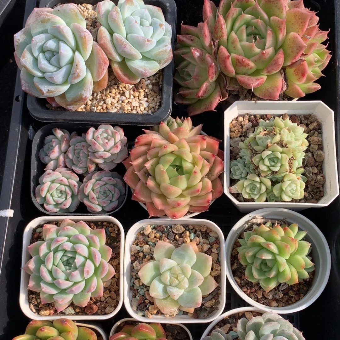 1029-54 套餐一组