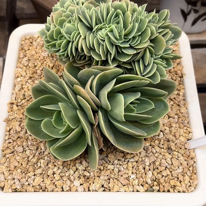 多肉植物，星娜塔缀