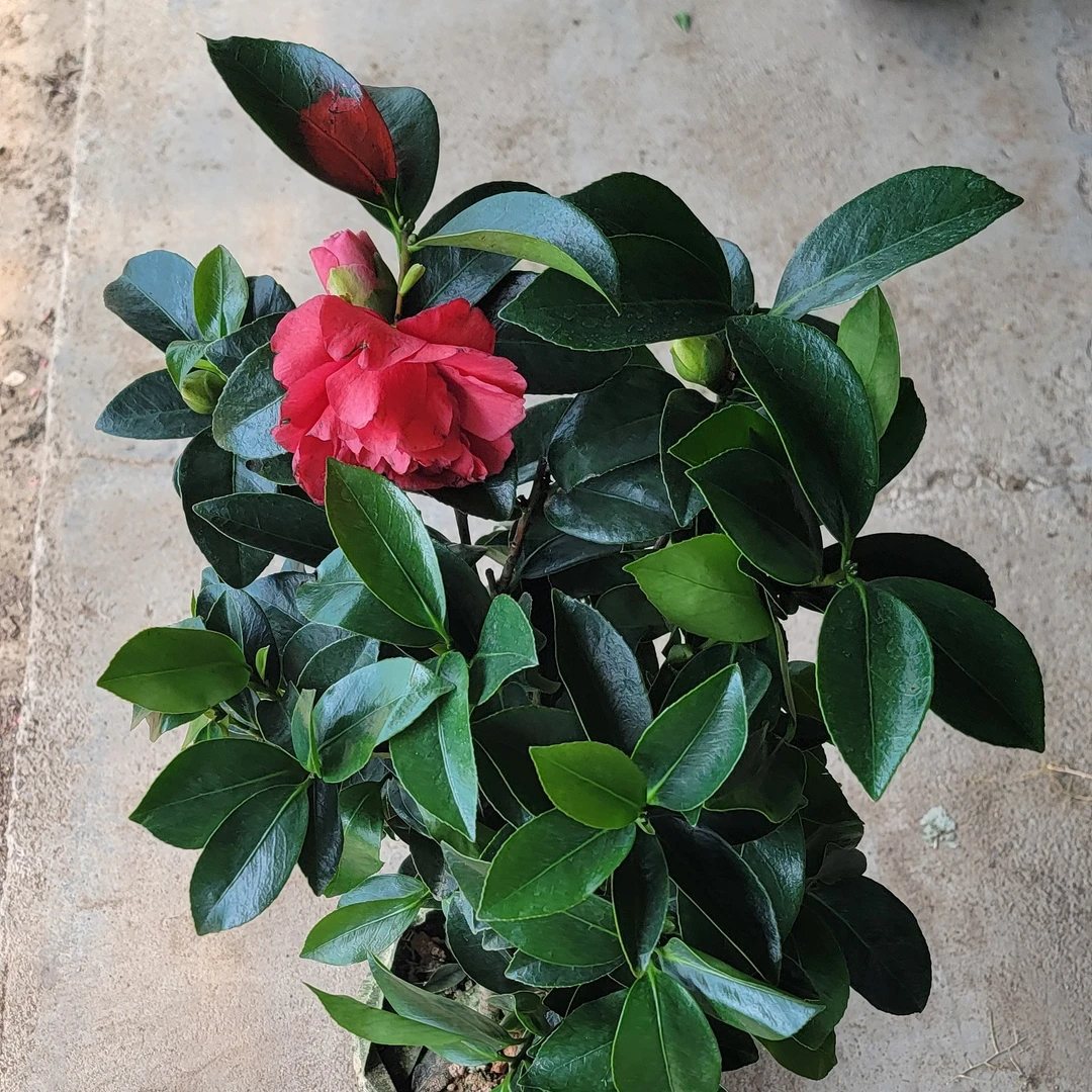 优质茶花石楠花小盆带花带花苞金达莱花玫瑰花桂花树