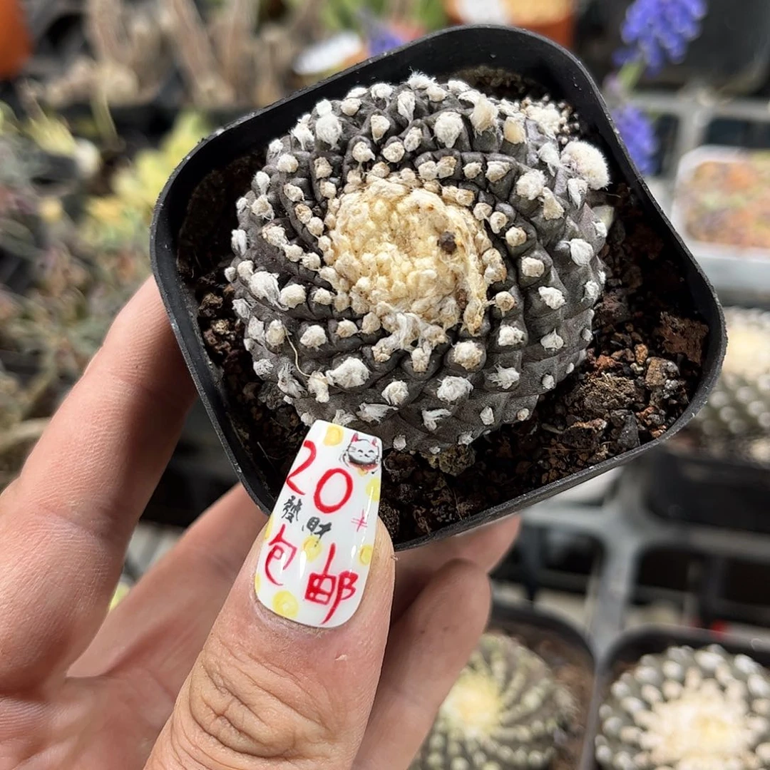 丁***生25276一物一拍单头发货