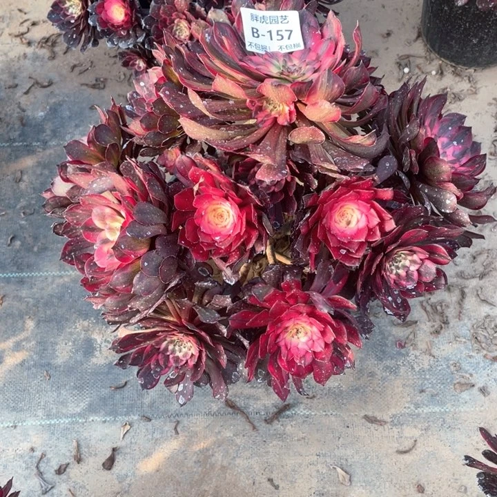 157烟花多肉法师福利不包损