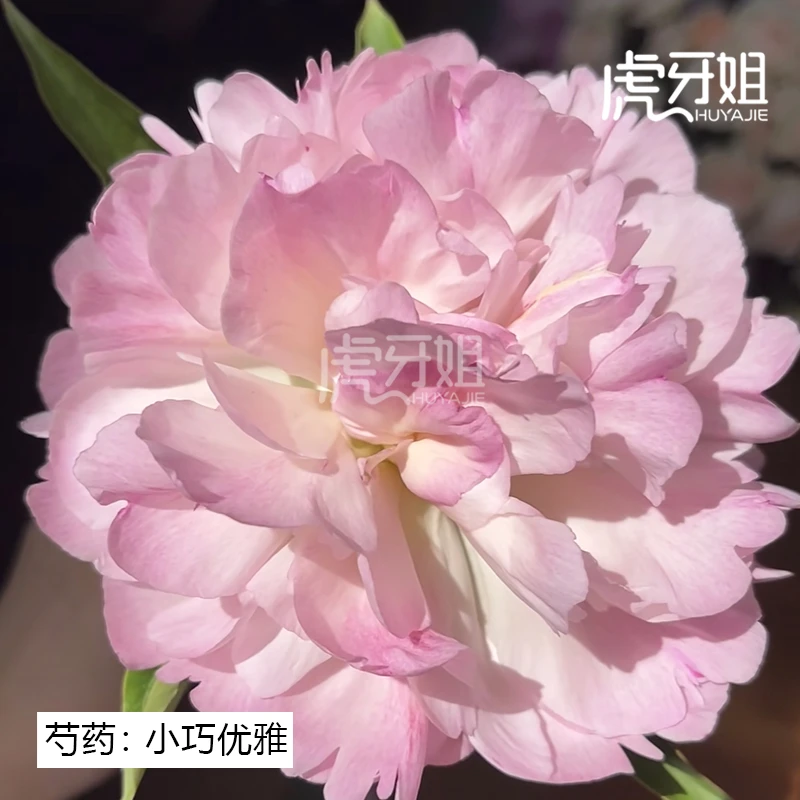 【小巧优雅】裸根芍药包对版-庭院阳台花卉重瓣大花粉色