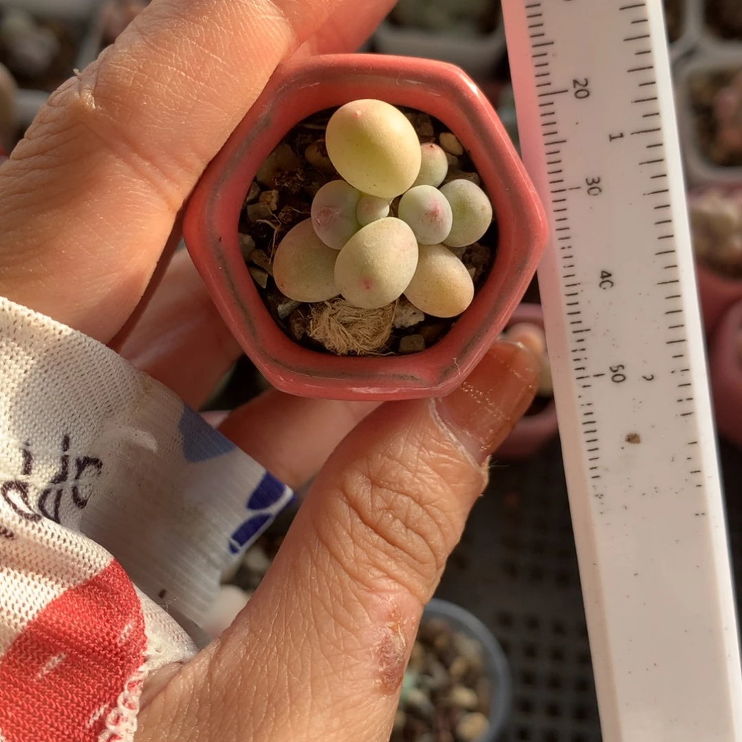 蛋黄奶 不满28发到付，发一片叶，~