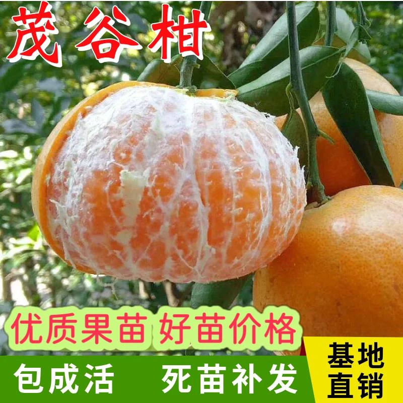 茂谷柑树苗嫁接早熟柑橘苗庭院地栽种植阳台盆栽大桔子苗当年结果