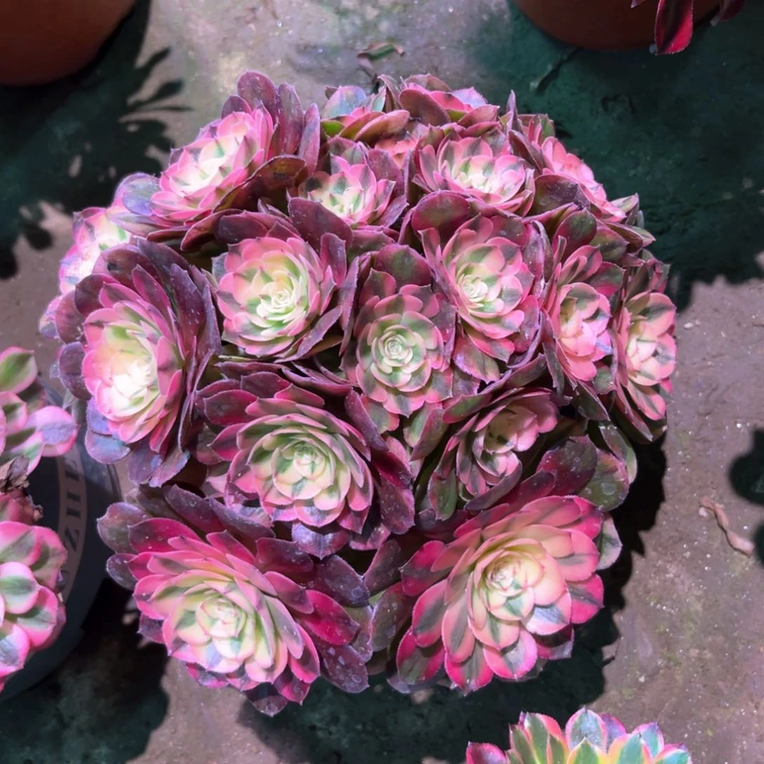 多肉植物荔枝611