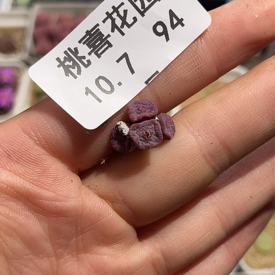 1007-94-方碗脱土。