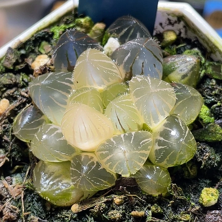 747糊斑赤线锦特选福利