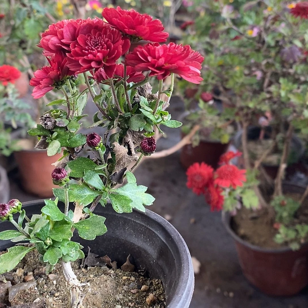 白***地完全开放盆景菊花了