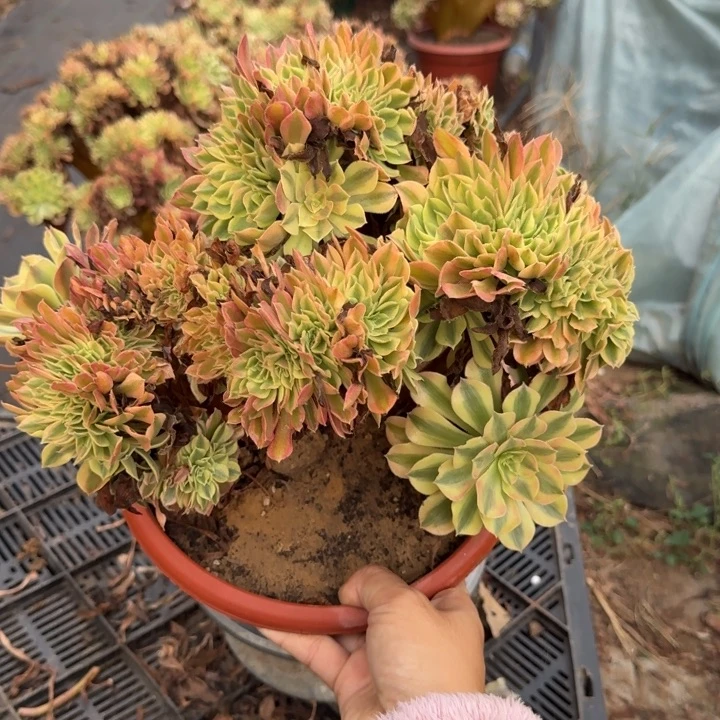 梦幻七彩法师锦缀化315