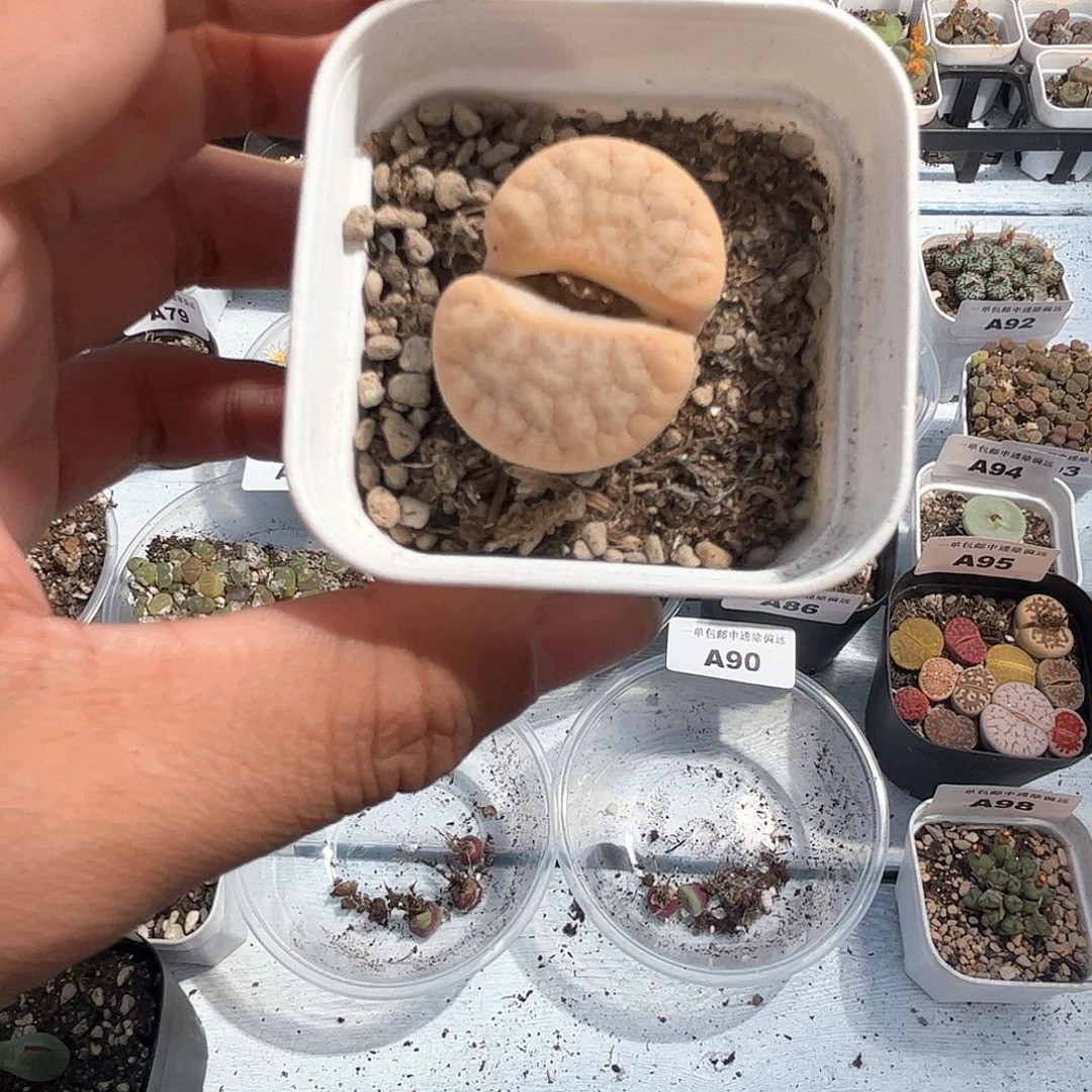 1104–番杏福利a100