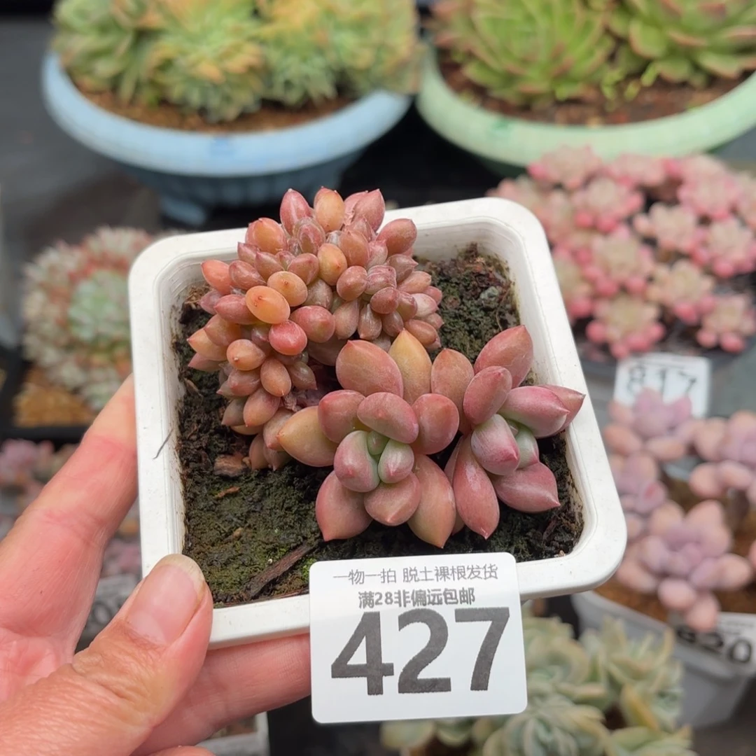 桃花源缀化无盆土发货