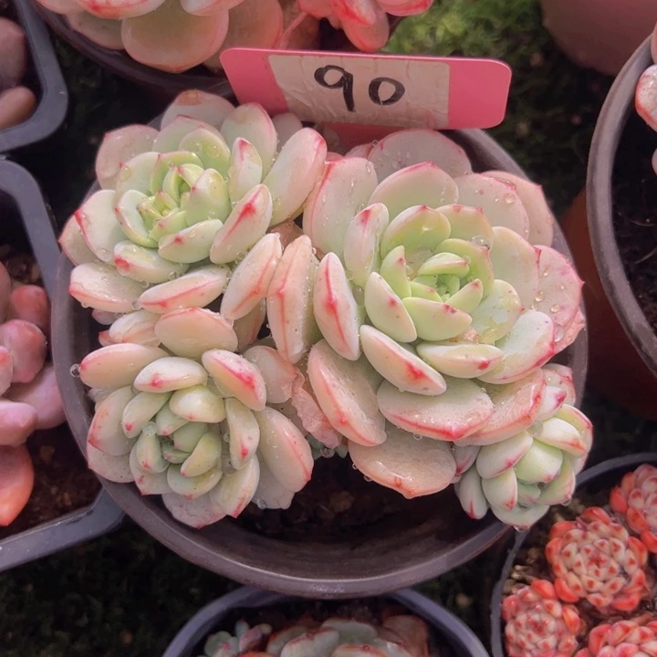 健健康康平平安安