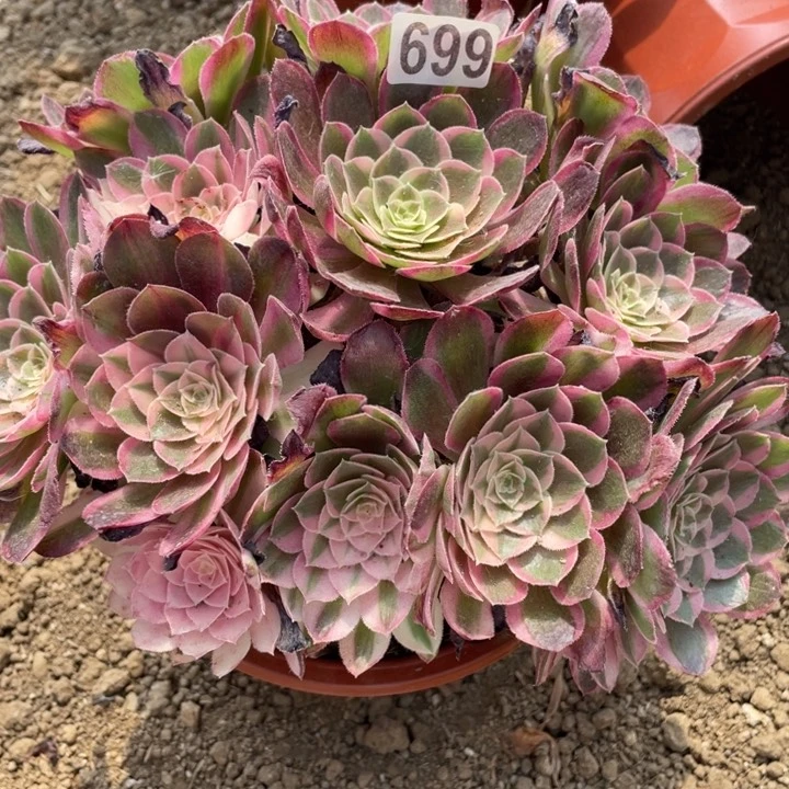 699多肉植物孔雀翎